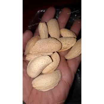 Organic Kagzi Almonds